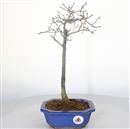 <b>Kaki</b> Esemplare Unico cm 38-99,00 €