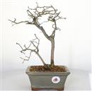 <b>Kaki</b> Esemplare Unico cm 32-190,00 €