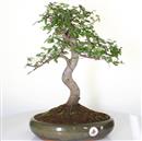 <b>Olmo Cinese</b> Esemplare Unico cm 45-160,00 €