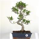 <b>Ficus Retusa</b> Esemplare Unico cm 45-97,00 € (10) novi