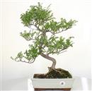 <b>Pepe</b> Esemplare Unico cm 49-99,00 € (7)