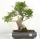 <b>Ficus Retusa</b> Esemplare Unico cm 45-160,00 € (10)