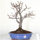 <b>Melo Halliana</b> Esemplare Unico cm 45-180,00 €