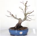 <b>Acero Yama</b> Esemplare Unico cm 42-330,00 €