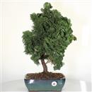 <b>Cameciparis Obtusa</b> Esemplare Unico cm 55-160,00 €