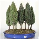 <b>Cipresso Bosco 7 Alberi</b> Esemplare Unico cm 46-250,00 €