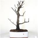 <b>Albero di Giuda</b> Esemplare Unico cm 58-240,00 €