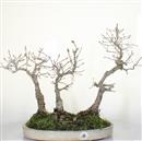 <b>Quercia Bosco</b>  Esemplare Unico cm 55-198,00 €