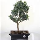 <b>Pino dei Buddisti</b> Esemplare Unico cm 46-140,00 € (10)