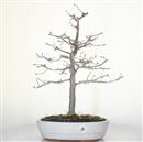 <b>Carpino Bianco</b> Esemplare Unico cm 51-99,00 €