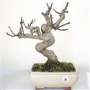 <b>Fico</b> Esemplare Unico cm 45-190,00 €