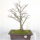 <b>Acero Kiyohime Murasaki</b> Esemplare Unico cm 48-190,00 €