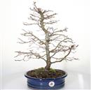 <b>Carpino Orientale</b> Esemplare Unico cm 50-280,00 €