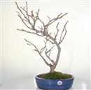 <b>Glicine</b> Esemplare Unico cm 61-240,00 €