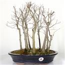 <b>Bagolaro Bosco</b> Esemplare Unico cm 41-240,00 €