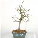 <b>Albero Pagoda</b> Esemplare Unico cm 58-130,00 €