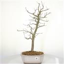 <b>Albero Pagoda</b> Esemplare Unico cm 60-130,00 €