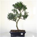 <b>Podocarpo</b> Esemplare Unico cm 50-140,00 € (10)