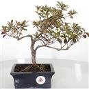 <b>Azalea Indica</b> Esemplare Unico cm 26-39,80 €
