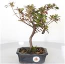 <b>Azalea Indica</b> Esemplare Unico cm 25-37,00 €