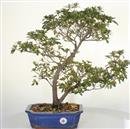 <B>Azalea Indica</B> Esemplare Unico cm 55-280,00 €