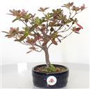 <b>Azalea Indica</b> Esemplare Unico cm 21-33,00 €