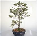 <b>Azalea Hanashishu</b> Esemplare Unico cm 60-198,00 €