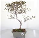 <b>Azalea Hoshi-no-Kagayaki</b> Esemplare Unico cm 41-180,00 €