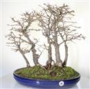 <b>Acero Tridente Bosco</b> Esemplare Unico cm 60-980,00 €