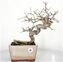 <b>Frassino Cinese</b> Esemplare Unico cm 38-198,00 €