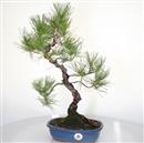 <b>Pino Nero</b> Esemplare Unico cm 54-240,00 €