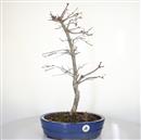 <b>Acero Deshojo</b> Esemplare Unico cm 55-240,00 €