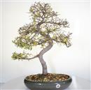 <b>Olmo Cinese</b> Esemplare Unico cm 62-240,00 €