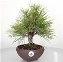 <b>Pino Nero Corticosa</b> Esemplare Unico cm 31-230,00 €