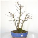 <b>Acero Tridente</b> Esemplare Unico cm 51-290,00 €