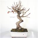 <b>Melo Everest</b> Esemplare Unico cm 52-240,00 €