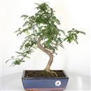 <b>Pepe</b> Esemplare Unico cm 44-99,00 € (7)