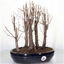 <b>Metasequoia Bosco</b> Esemplare Unico cm 34-130,00 €