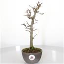 <b>Acero Tridente</b> Esemplare Unico cm 31-140,00 € novi-----