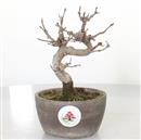 <b>Acero Tridente Shohin</b> Esemplare Unico cm 17-125,00 €