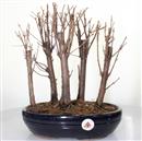 <b>Metasequoia Bosco</b> Esemplare Unico cm 35-125,00 €