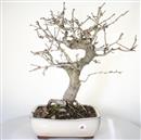 <b>Biancospino Giapponese Rosa</b> Esemplare Unico cm 58-499,00 €