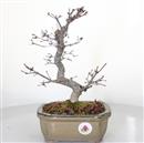 <b>Acero Deshojo</b> Esemplare Unico cm 33-298,00 €