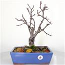 <b>Melo Halliana Rosso</b> Esemplare Unico cm 40-97,00 €