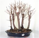 <b>Metasequoia Bosco</b> Esemplare Unico cm 44-190,00 €