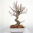 <b>Melo Everest</b> Esemplare Unico cm 50-240,00 €