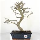 <b>Frassino Cinese</b> Esemplare Unico cm 34-130,00 €