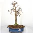 <b>Acero Tridente</b> Esemplare Unico cm 44-260,00 €