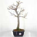 <b>Albero Pagoda</b> Esemplare Unico cm 50-130,00 €