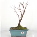 <b>Acero Corticosa Arakawa</b> Esemplare Unico cm 43-130,00 €